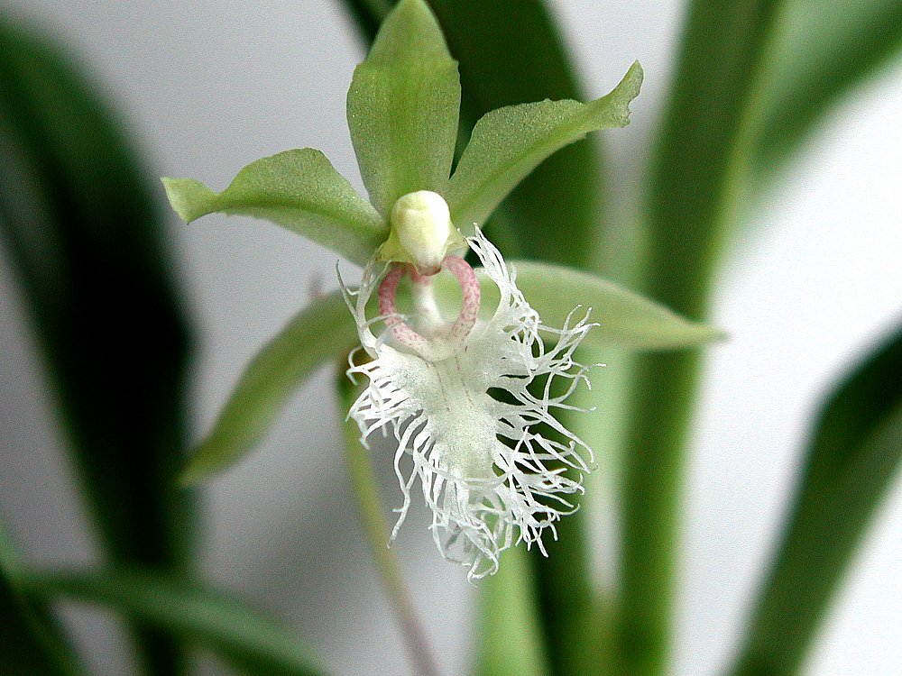 Kefersteinia mystacina